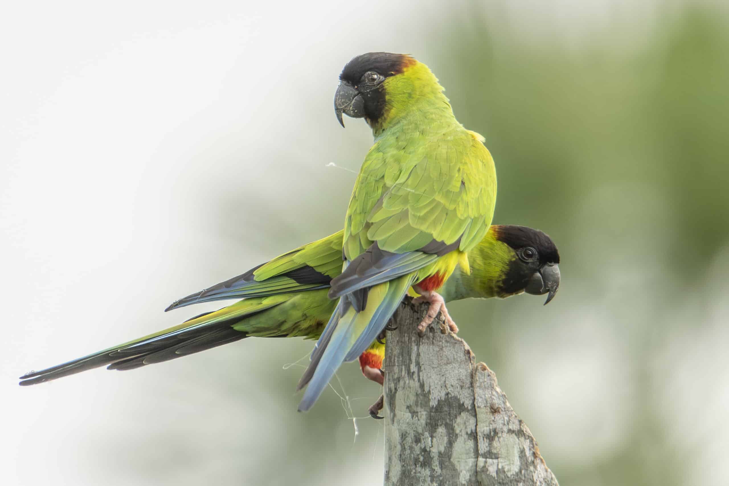 WINNER Nanday Parakeet - Andy Bowen Paraguay